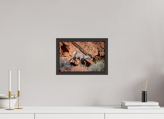 12 x 8″, Alder Brown Wooden Floater Frame A Wild Desert Bighorn Sheep in Valley of Fire State Park