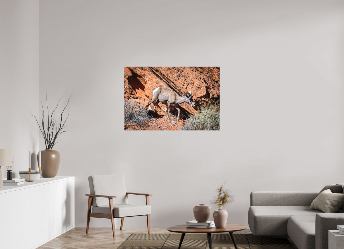 45 x 30″, Matte Canvas on Stretcher Frame A Wild Desert Bighorn Sheep in Valley of Fire State Park