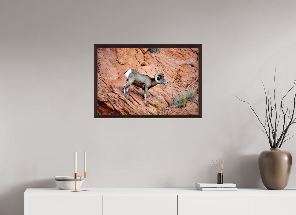 30 x 20″, Dark Brown Wooden Flame under Acrylic glass A Wild Desert Bighorn Sheep in Valley of Fire State Park