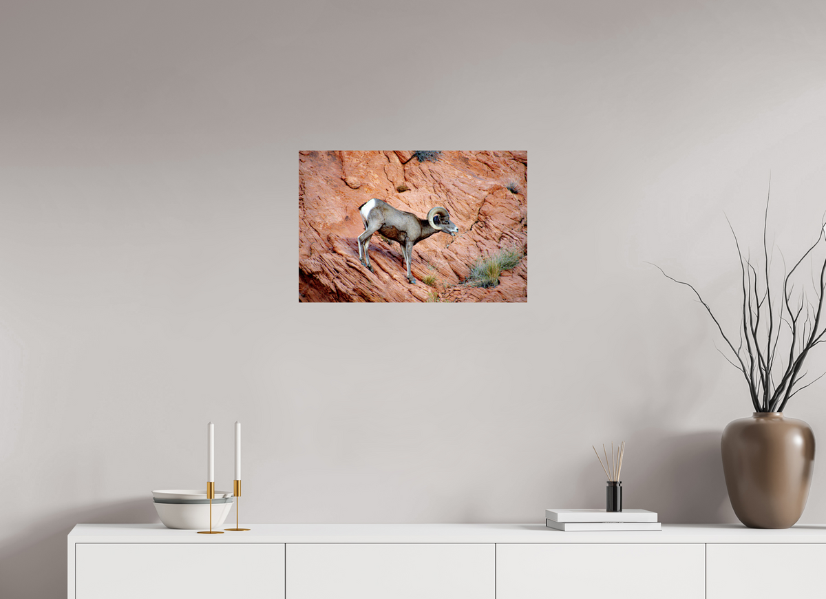 24 x 16″, ChromaLuxe HD Metal Print A Wild Desert Bighorn Sheep in Valley of Fire State Park