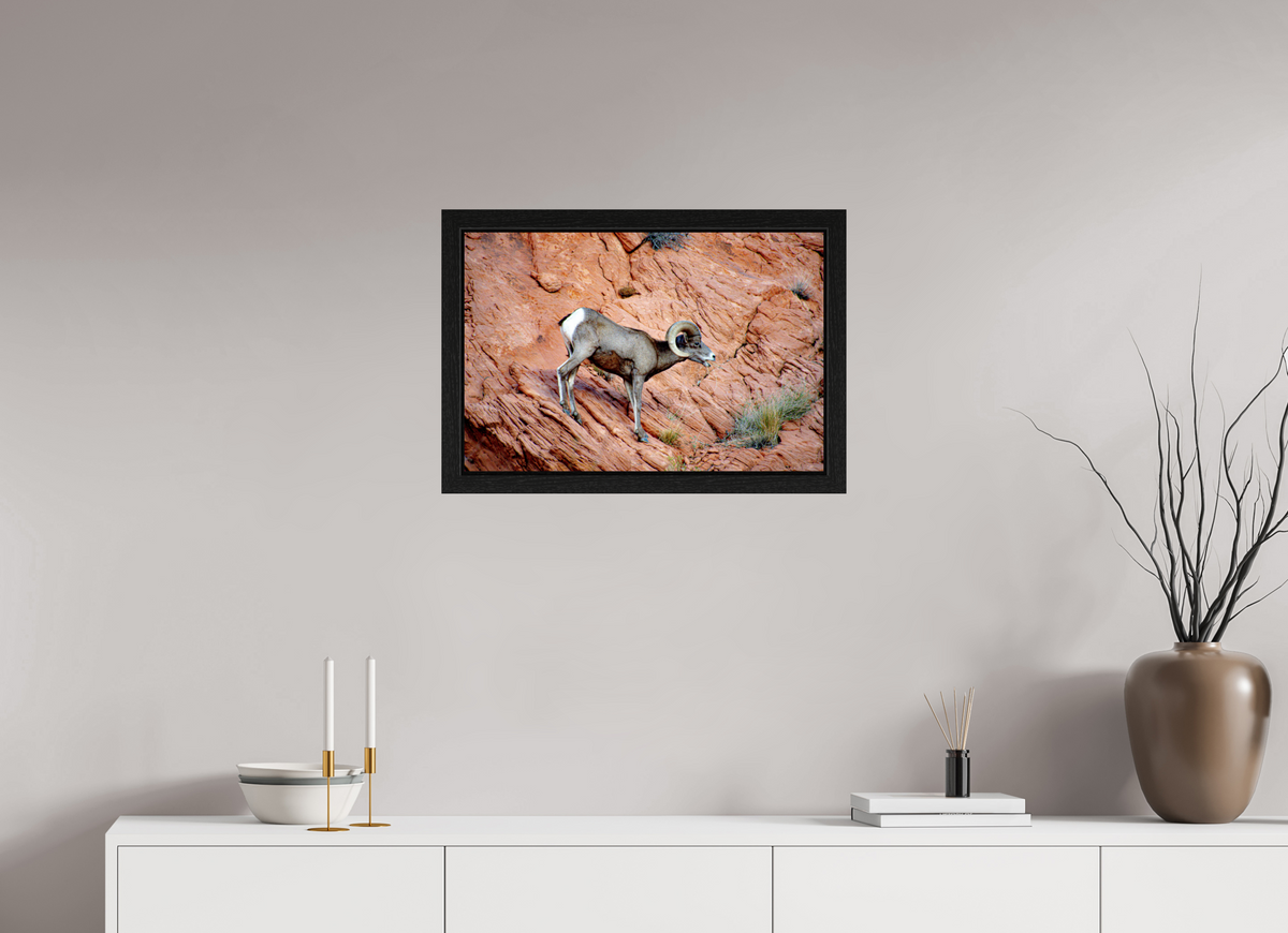 24 x 16″, Black Oak Wooden Flame under Acrylic Glass A Wild Desert Bighorn Sheep in Valley of Fire State Park