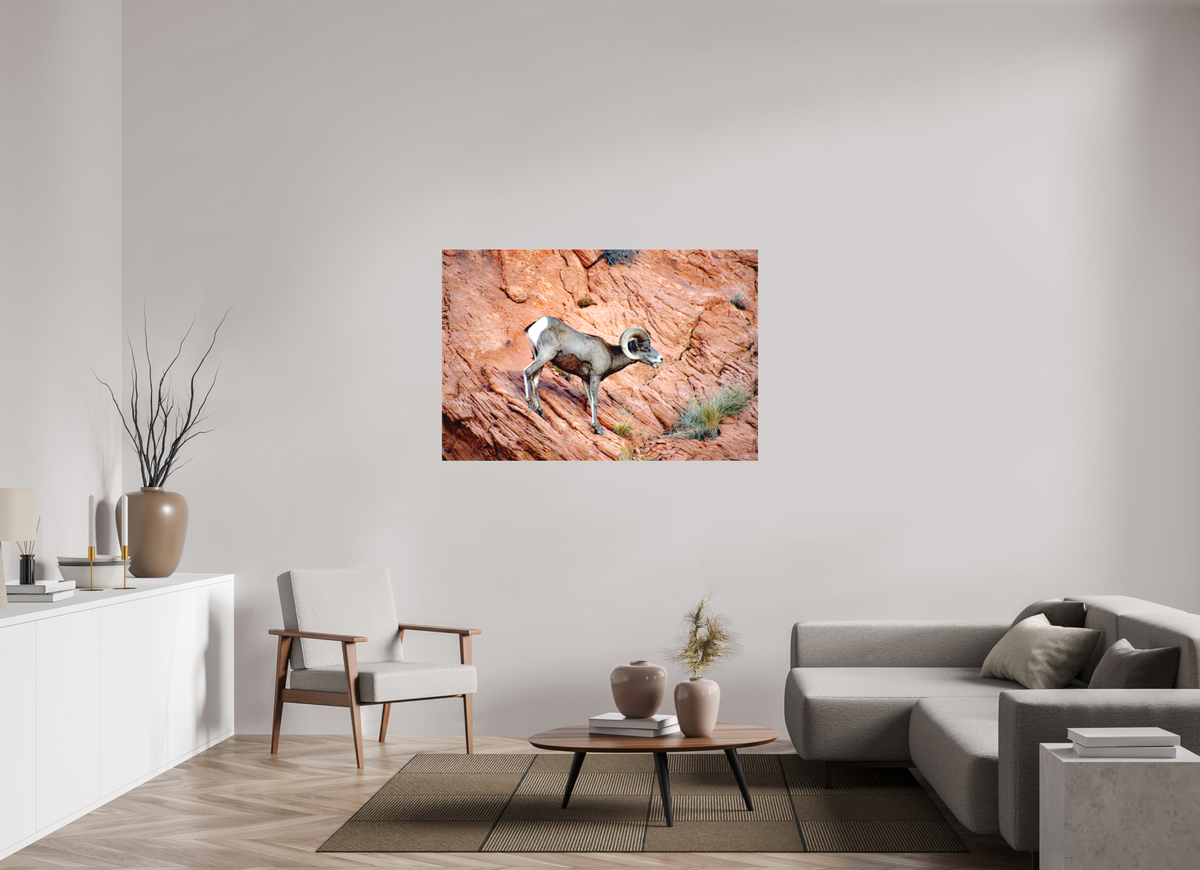 54 x 36″, Matte Canvas on Stretcher Frame A Wild Desert Bighorn Sheep in Valley of Fire State Park