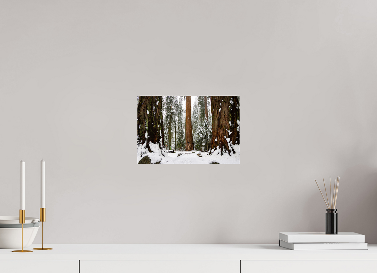 12 x 8″, Metallic Photo Print under Acrylic Glass Sequoia Trees at Big Trees Trail