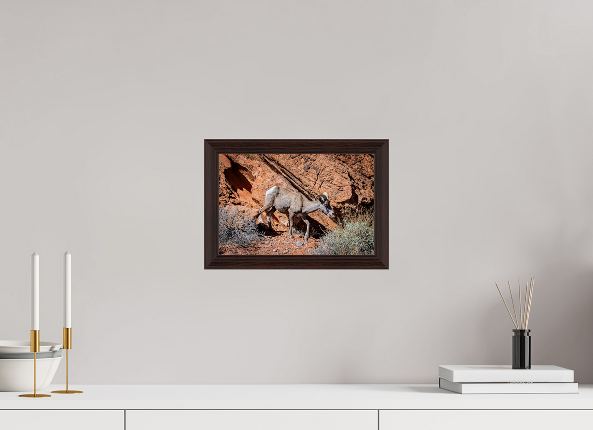 12 x 8″, Dark Brown Wooden Flame under Acrylic glass A Wild Desert Bighorn Sheep in Valley of Fire State Park