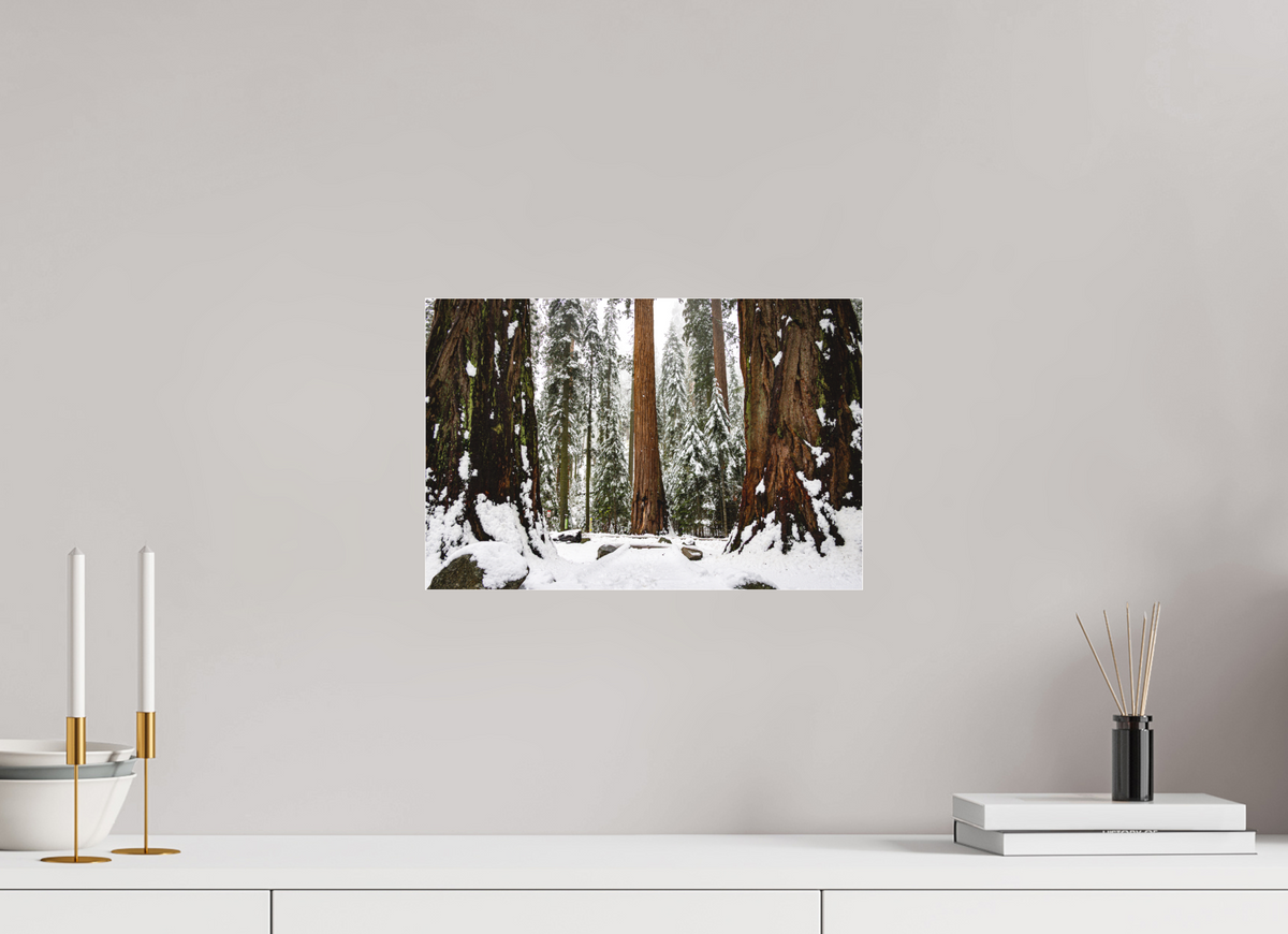 15 x 10″, Photo Print Under Matte Acrylic Glass Sequoia Trees at Big Trees Trail