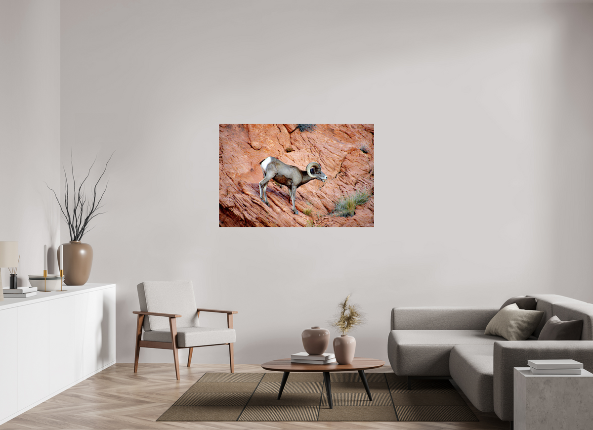 54 x 36″, ChromaLuxe HD Metal Print A Wild Desert Bighorn Sheep in Valley of Fire State Park