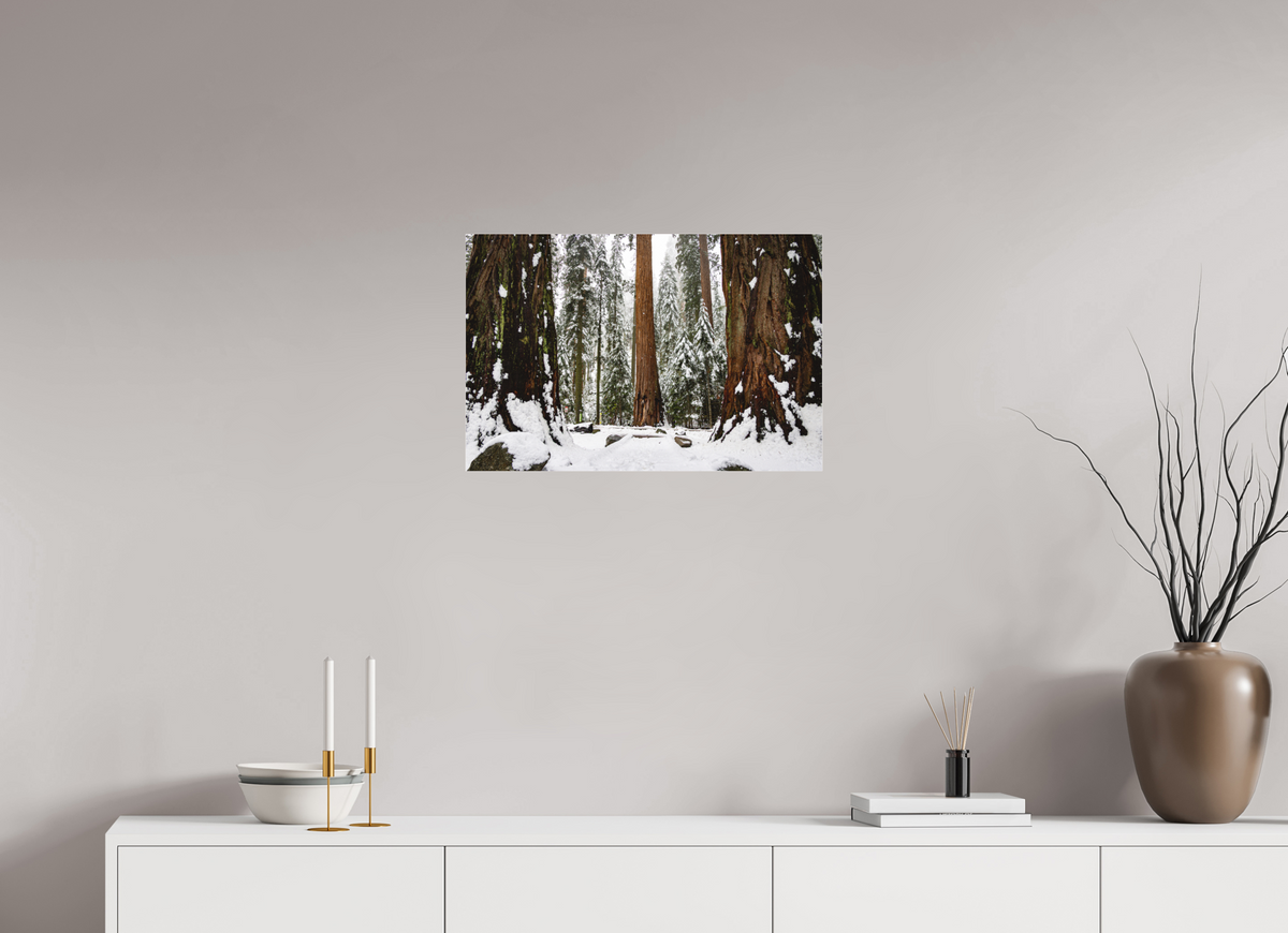 24 x 16″, Fine Art Pigment under Acrylic Glass Sequoia Trees at Big Trees Trail