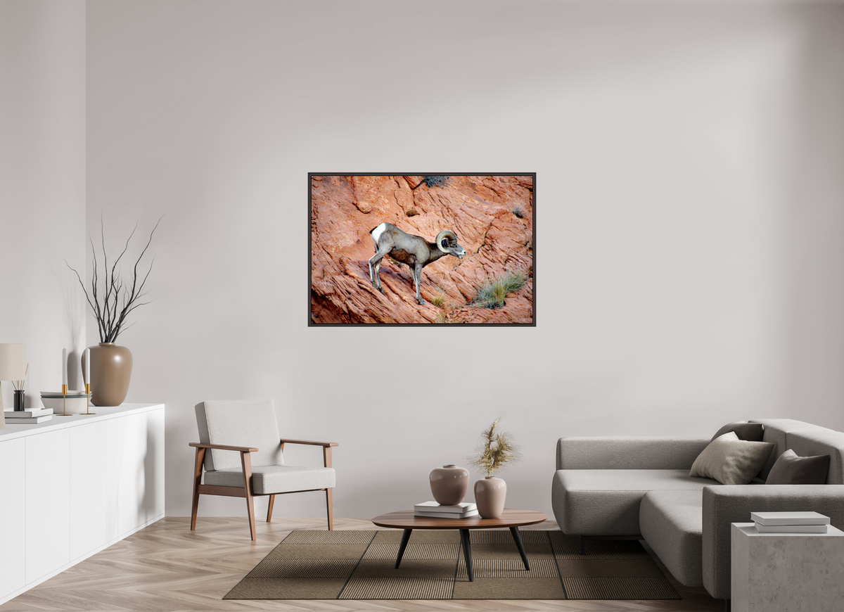 54 x 36″, Alder Brown Wooden Floater Frame A Wild Desert Bighorn Sheep in Valley of Fire State Park