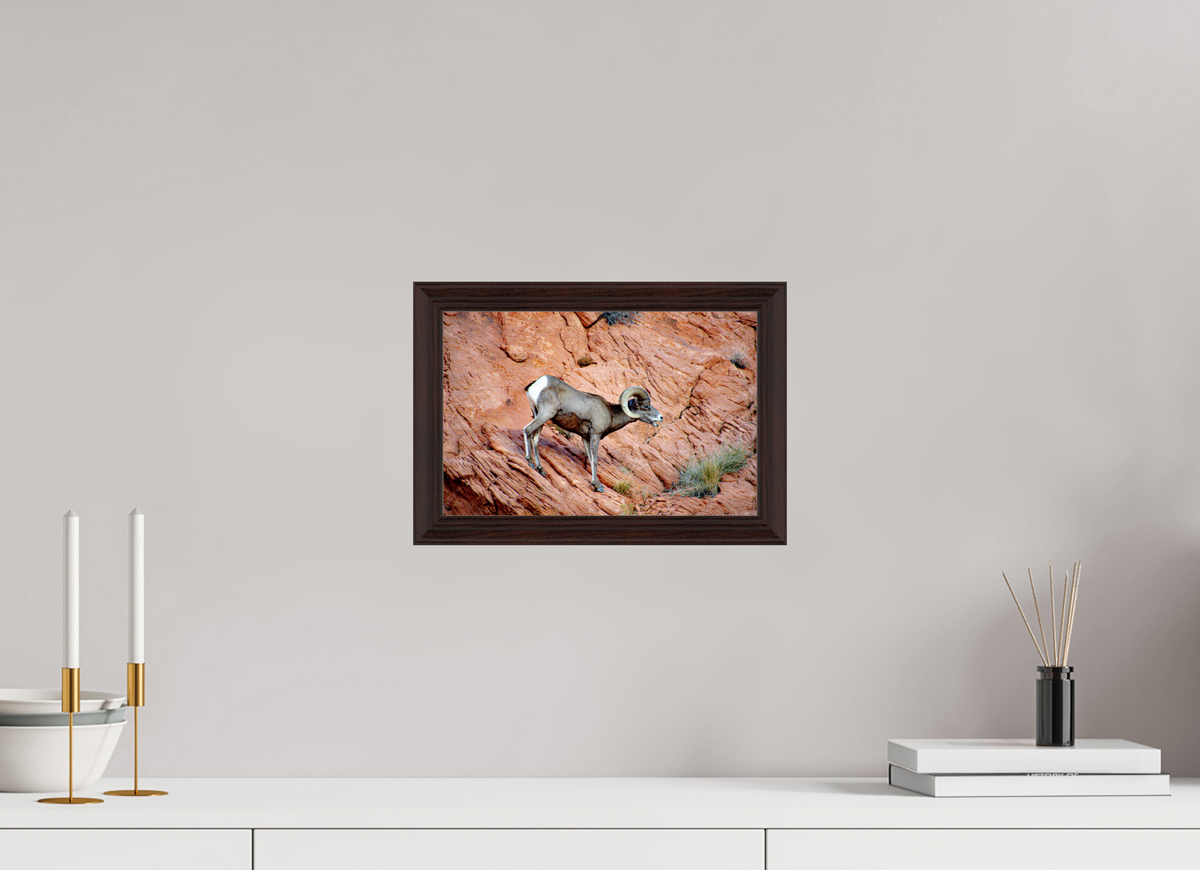 12 x 8″, Dark Brown Wooden Flame under Acrylic glass A Wild Desert Bighorn Sheep in Valley of Fire State Park