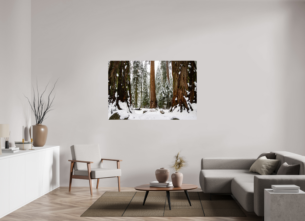 60 x 40″, Fine Art Print on Aluminum Dibond Sequoia Trees at Big Trees Trail
