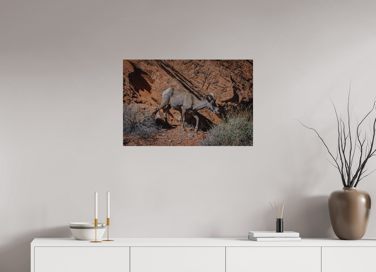 30 x 20″, Direct Print on Brushed Aluminum A Wild Desert Bighorn Sheep in Valley of Fire State Park