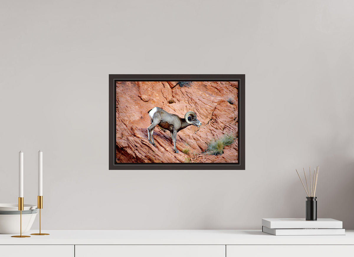 15 x 10″, Alder Brown Wooden Floater Frame A Wild Desert Bighorn Sheep in Valley of Fire State Park