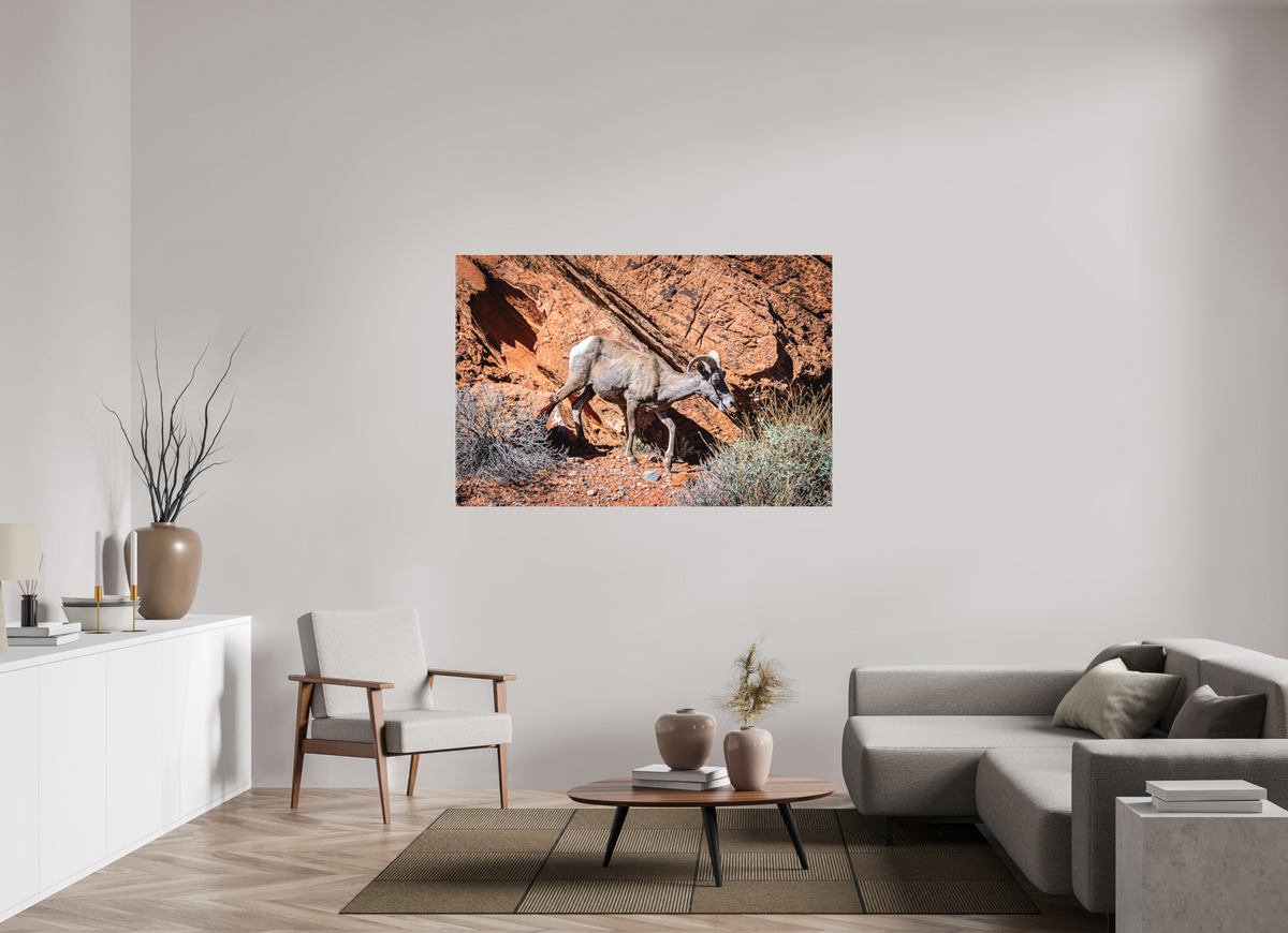 60 x 40″, Matte Canvas on Stretcher Frame A Wild Desert Bighorn Sheep in Valley of Fire State Park