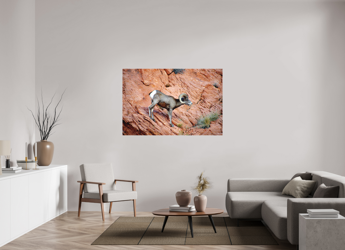 60 x 40″, Photo Print Under Matte Acrylic Glass A Wild Desert Bighorn Sheep in Valley of Fire State Park