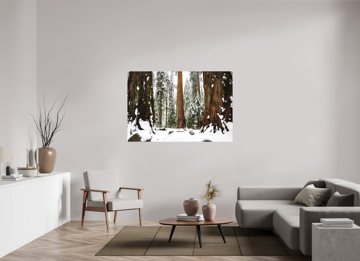 60 x 40″, Matte Canvas on Stretcher Frame Sequoia Trees at Big Trees Trail