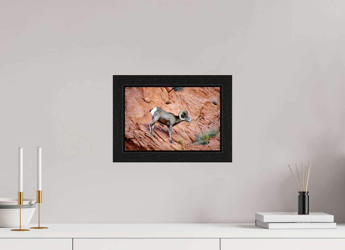 12 x 8″, Black Oak Wooden Flame under Acrylic Glass A Wild Desert Bighorn Sheep in Valley of Fire State Park
