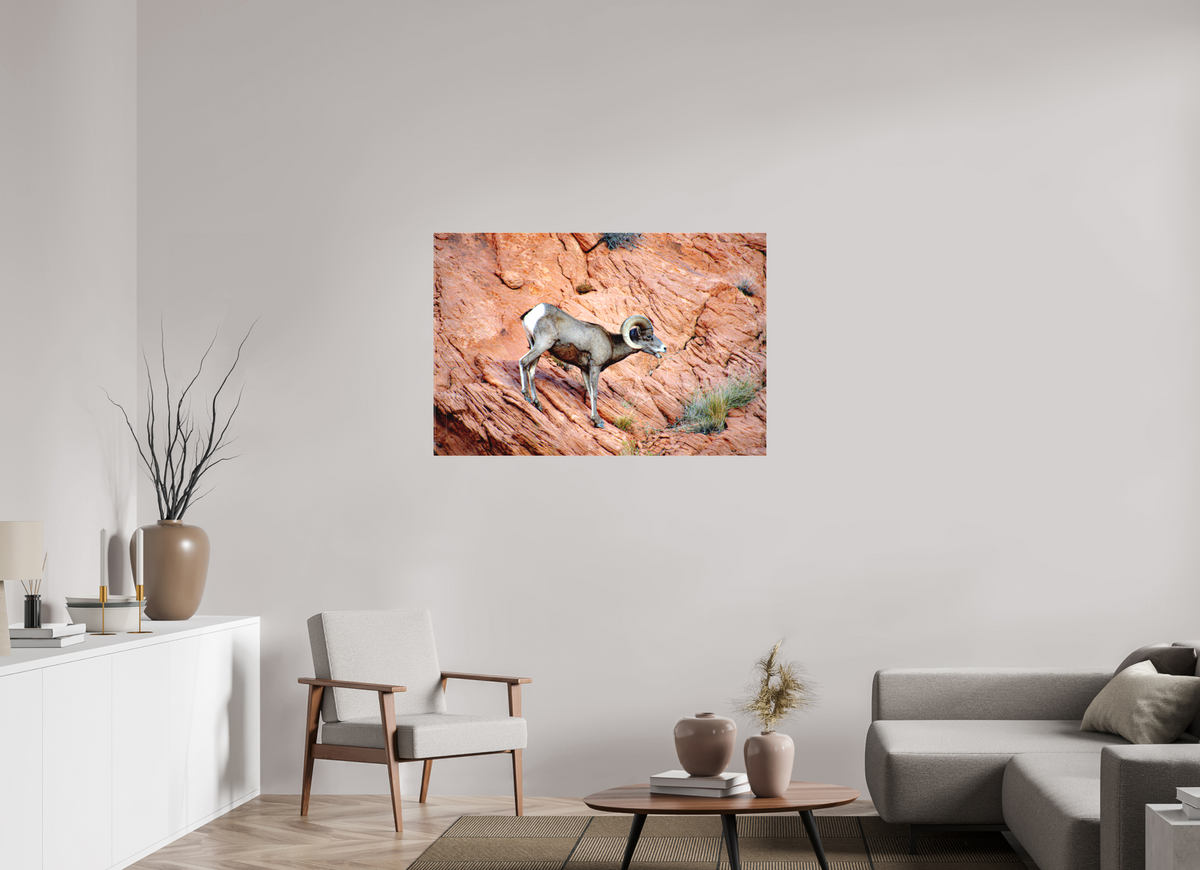 45 x 30″, Matte Canvas on Stretcher Frame A Wild Desert Bighorn Sheep in Valley of Fire State Park