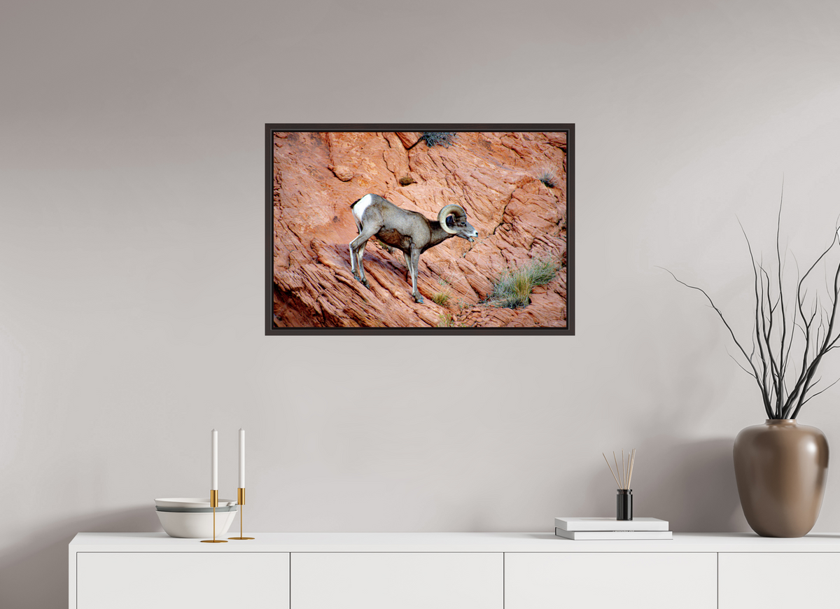 30 x 20″, Alder Brown Wooden Floater Frame A Wild Desert Bighorn Sheep in Valley of Fire State Park