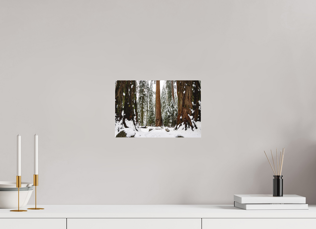 12 x 8″, Fine Art Pigment under Acrylic Glass Sequoia Trees at Big Trees Trail