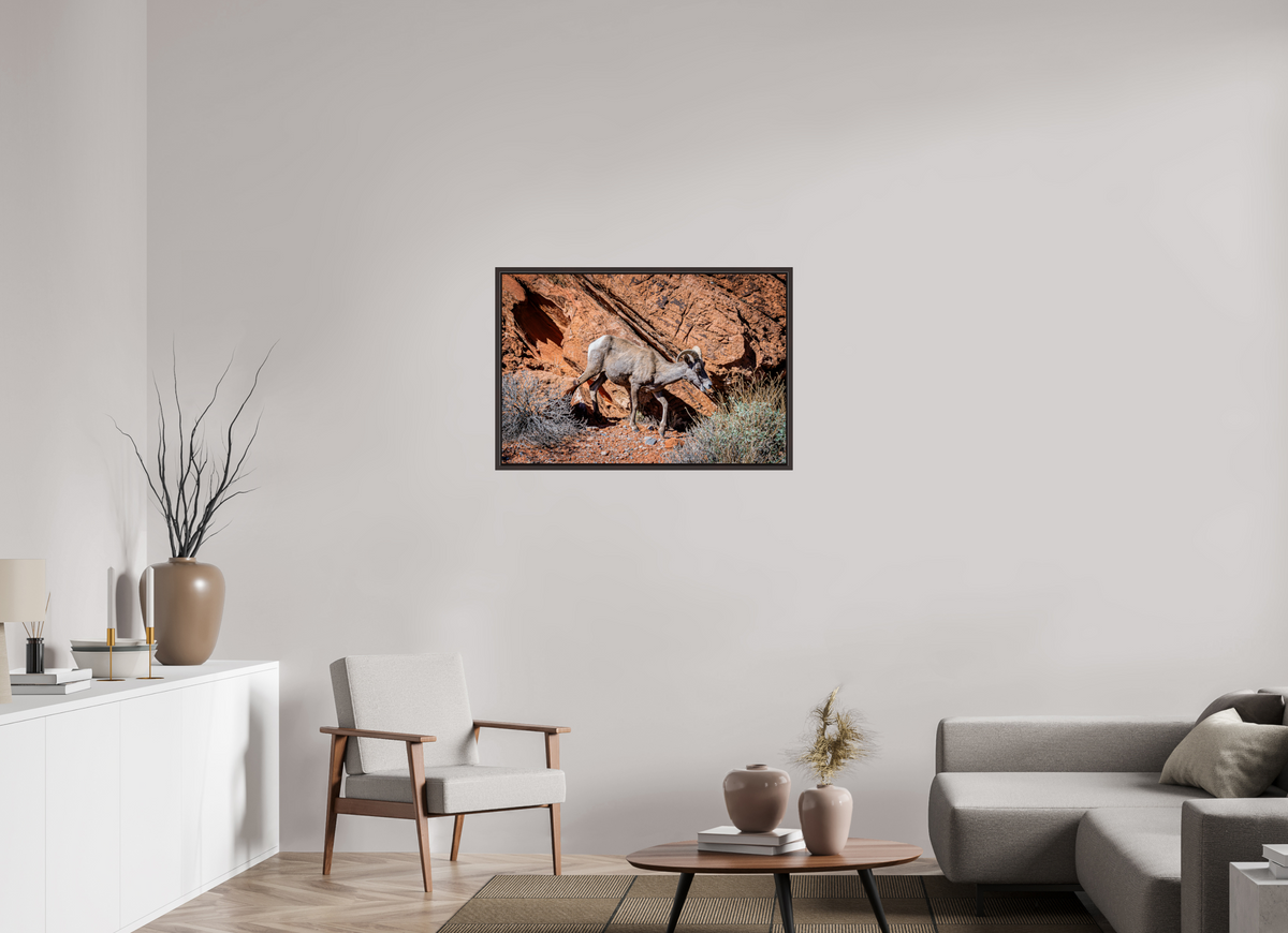 36 x 24″, Alder Brown Wooden Floater Frame A Wild Desert Bighorn Sheep in Valley of Fire State Park