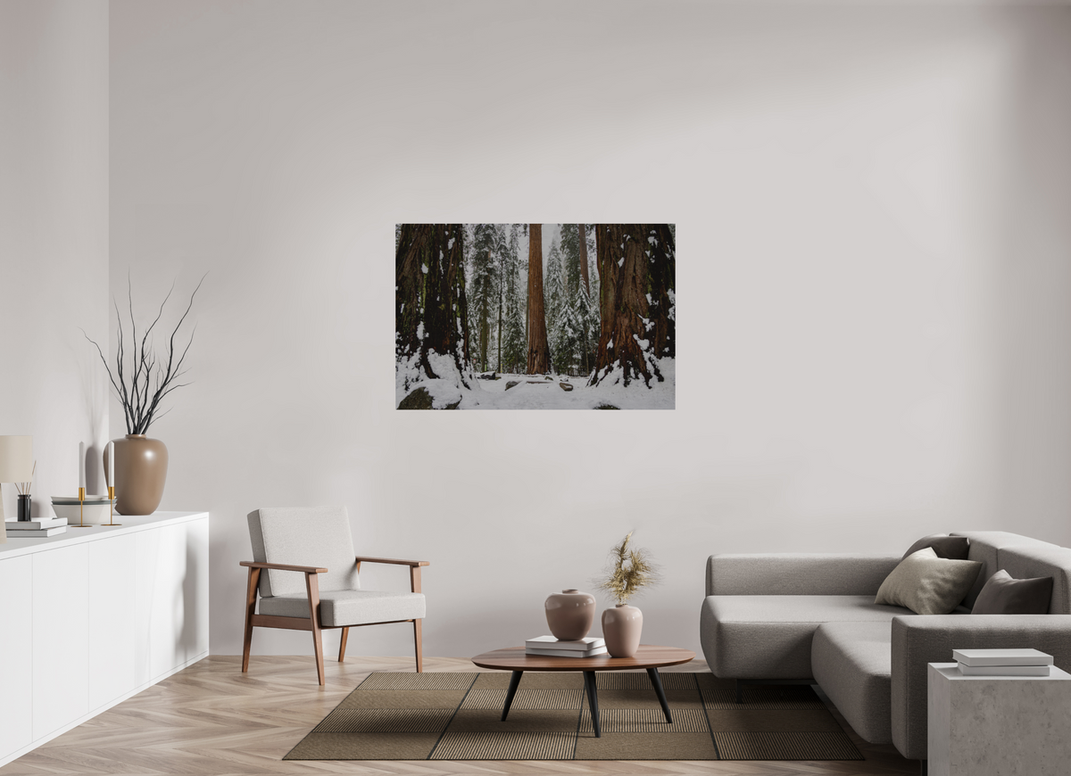 54 x 36″, Direct Print on Brushed Aluminum Sequoia Trees at Big Trees Trail