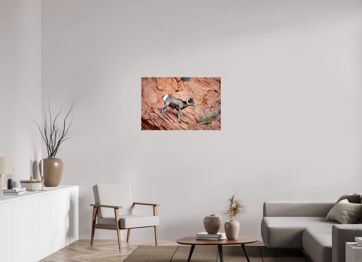 36 x 24″, Fine Art Print on Aluminum Dibond A Wild Desert Bighorn Sheep in Valley of Fire State Park