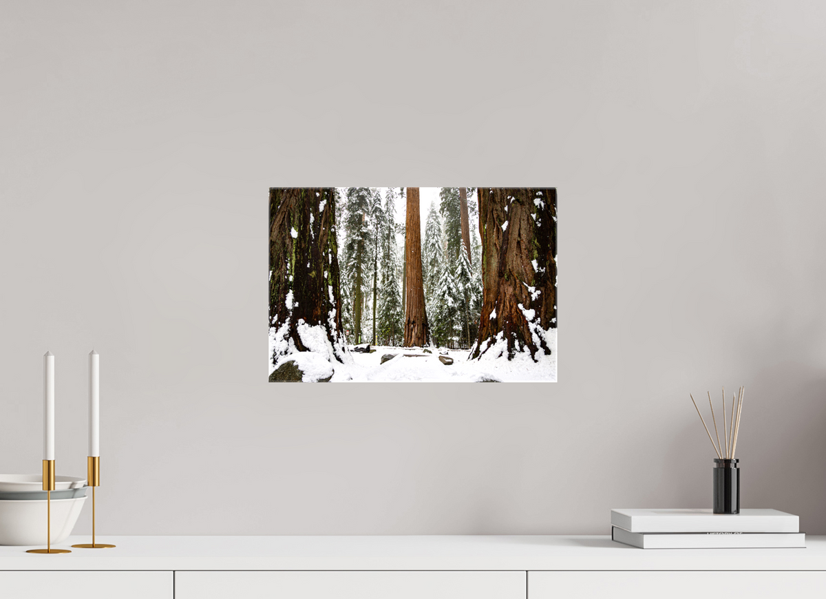 15 x 10″, Glossy Canvas on Stretcher Frame Sequoia Trees at Big Trees Trail