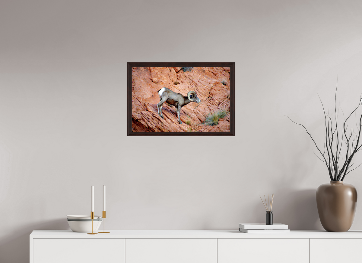 24 x 16″, Dark Brown Wooden Flame under Acrylic glass A Wild Desert Bighorn Sheep in Valley of Fire State Park