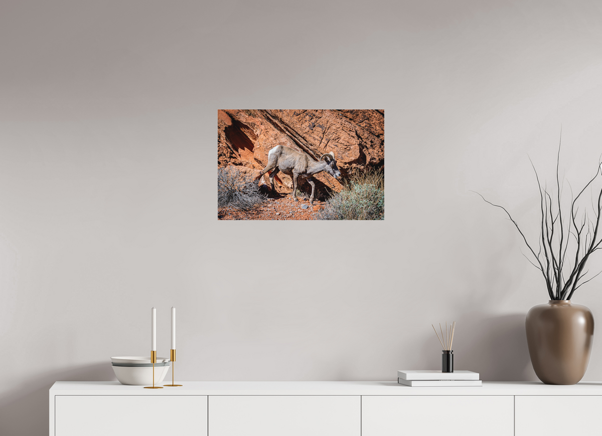 24 x 16″, Fine Art Pigment under Acrylic Glass A Wild Desert Bighorn Sheep in Valley of Fire State Park