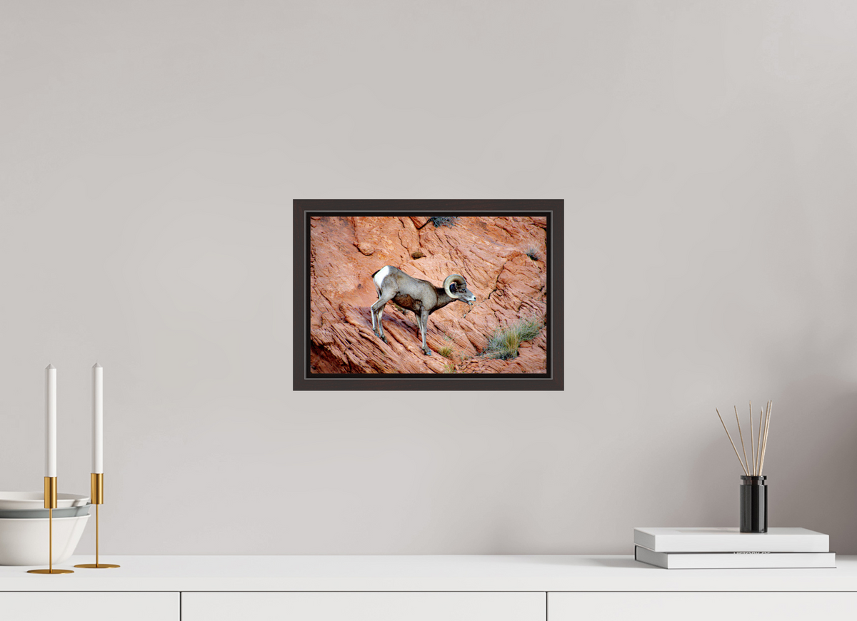 12 x 8″, Alder Brown Wooden Floater Frame A Wild Desert Bighorn Sheep in Valley of Fire State Park
