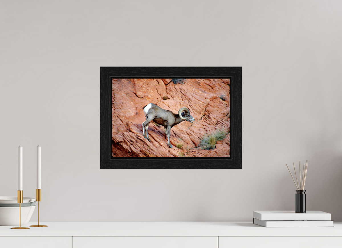 15 x 10″, Black Oak Wooden Flame under Acrylic Glass A Wild Desert Bighorn Sheep in Valley of Fire State Park