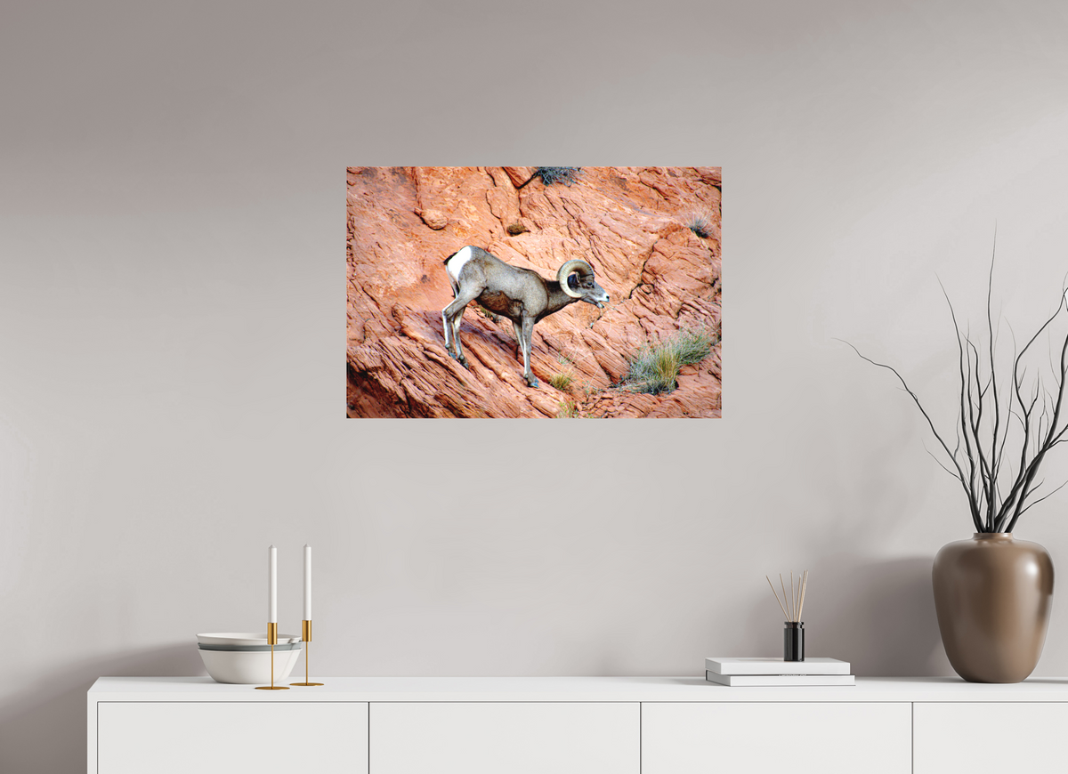 30 x 20″, Matte Canvas on Stretcher Frame A Wild Desert Bighorn Sheep in Valley of Fire State Park