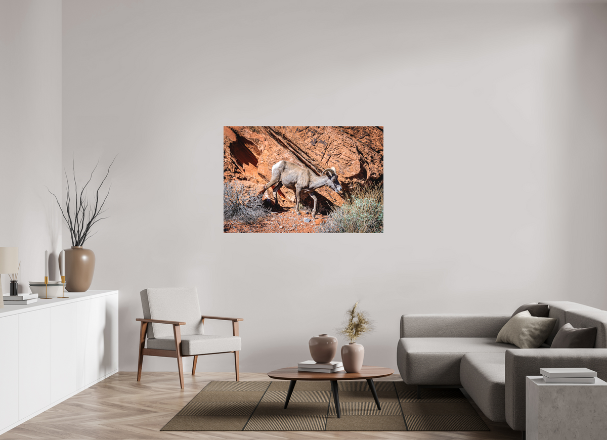 54 x 36″, Matte Canvas on Stretcher Frame A Wild Desert Bighorn Sheep in Valley of Fire State Park