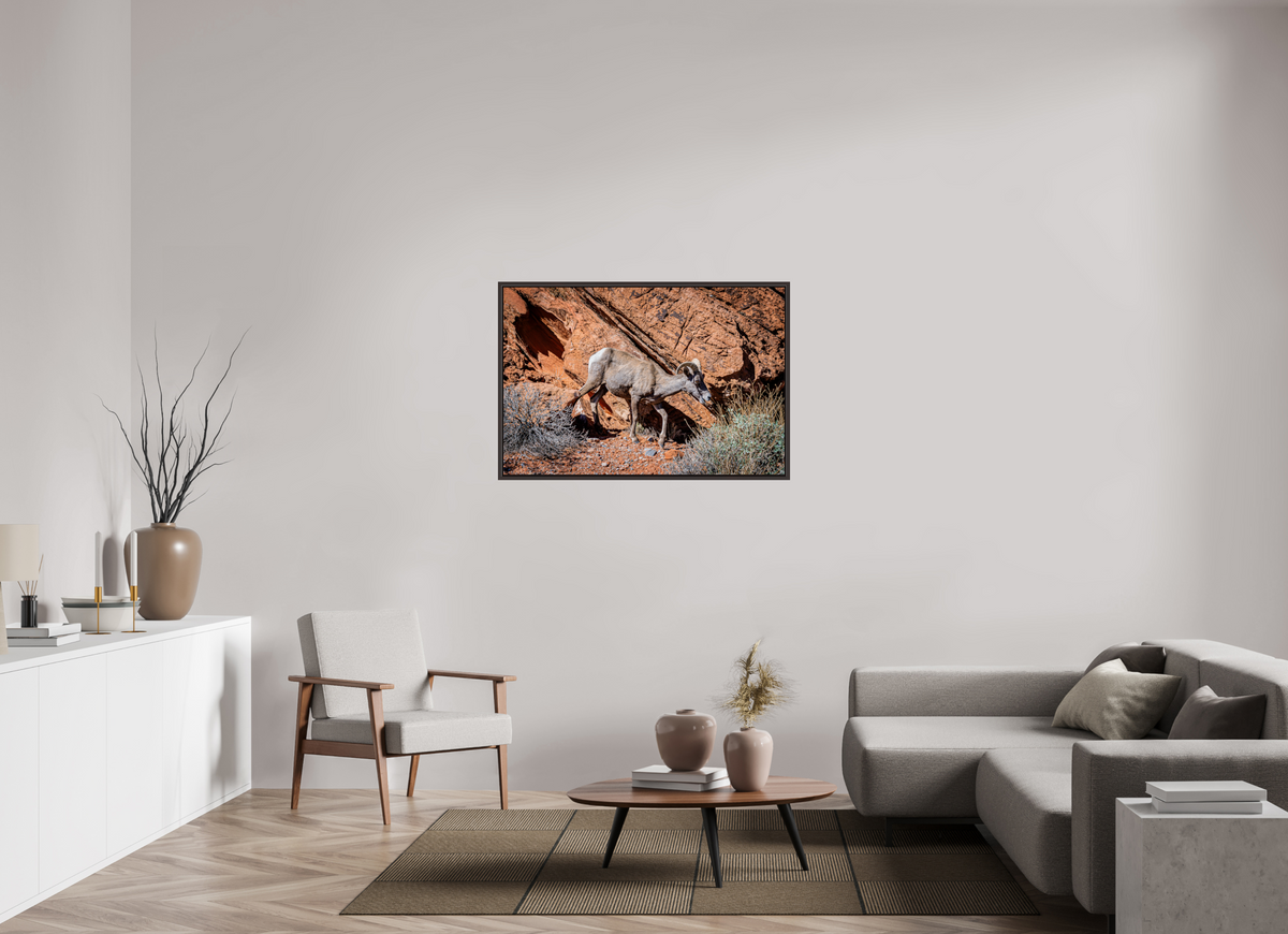 45 x 30″, Alder Brown Wooden Floater Frame A Wild Desert Bighorn Sheep in Valley of Fire State Park