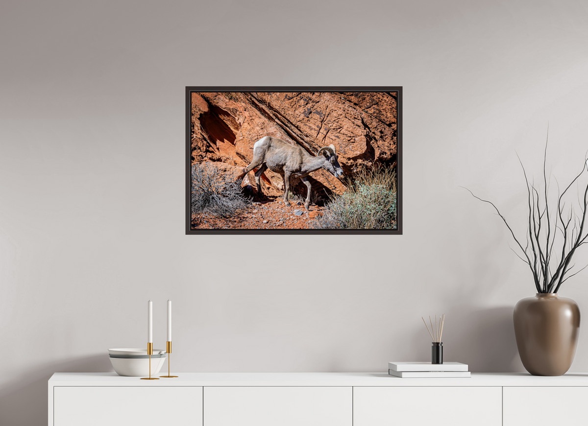 30 x 20″, Alder Brown Wooden Floater Frame A Wild Desert Bighorn Sheep in Valley of Fire State Park