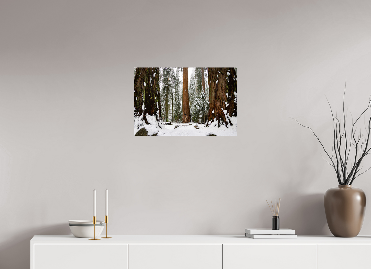 24 x 16″, Fine Art Print on Aluminum Dibond Sequoia Trees at Big Trees Trail