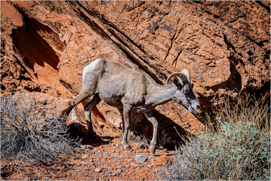 Main image A Wild Desert Bighorn Sheep in Valley of Fire State Park