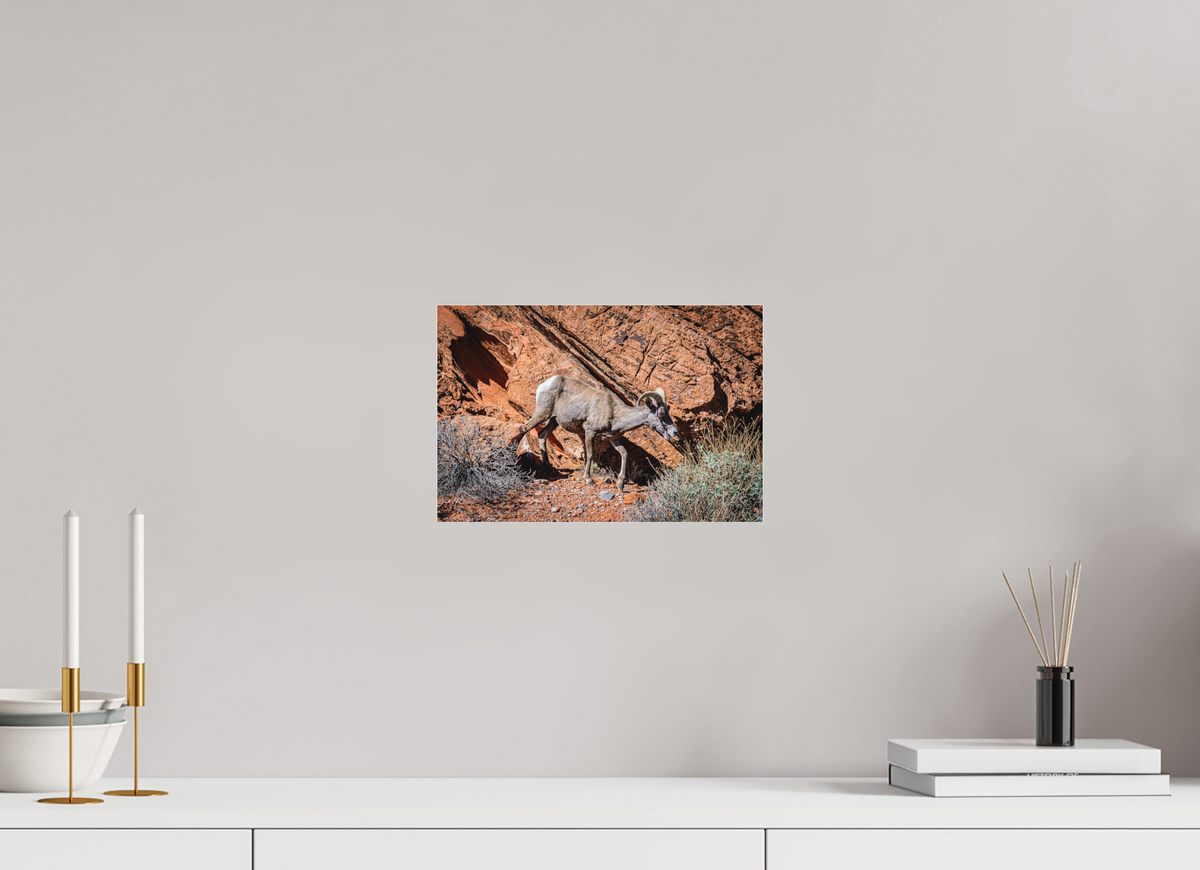 12 x 8″, Photo Print Under Matte Acrylic Glass A Wild Desert Bighorn Sheep in Valley of Fire State Park