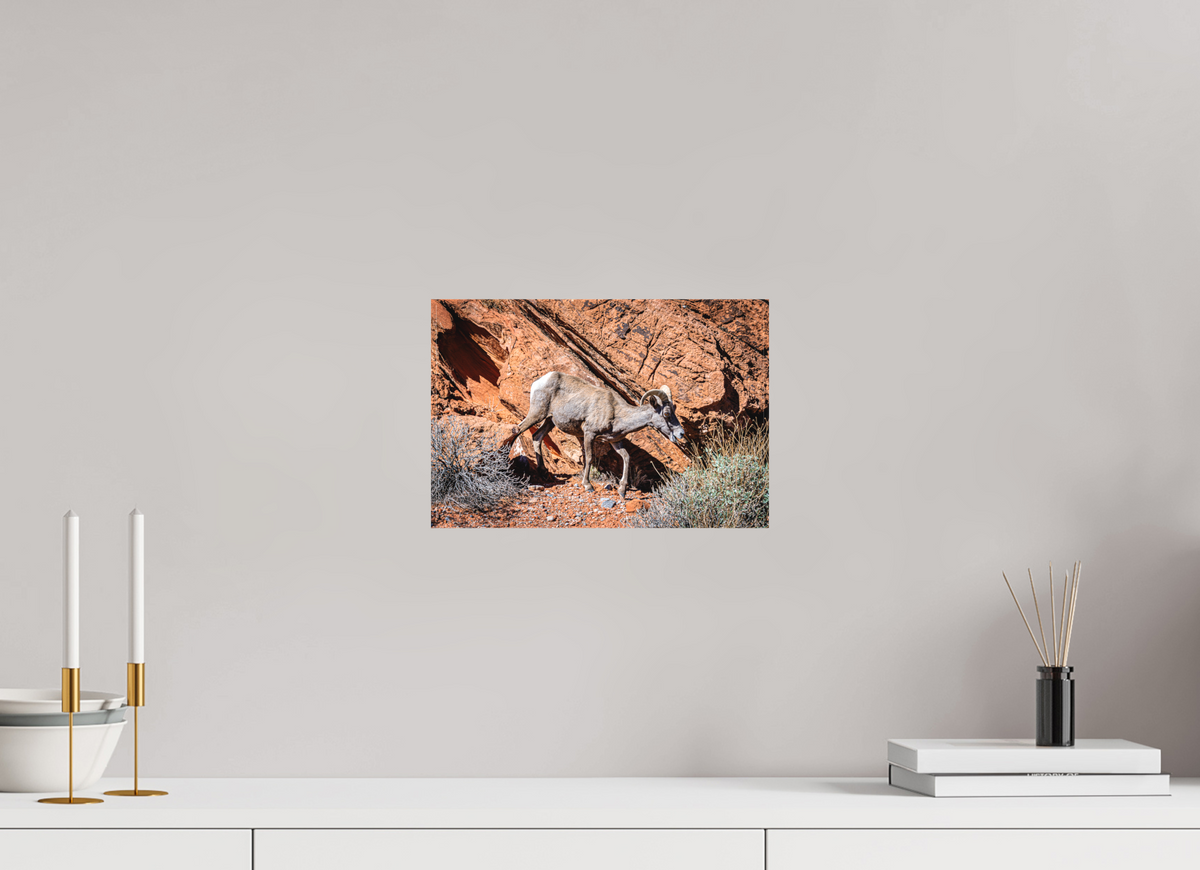 12 x 8″, Matte Canvas on Stretcher Frame A Wild Desert Bighorn Sheep in Valley of Fire State Park