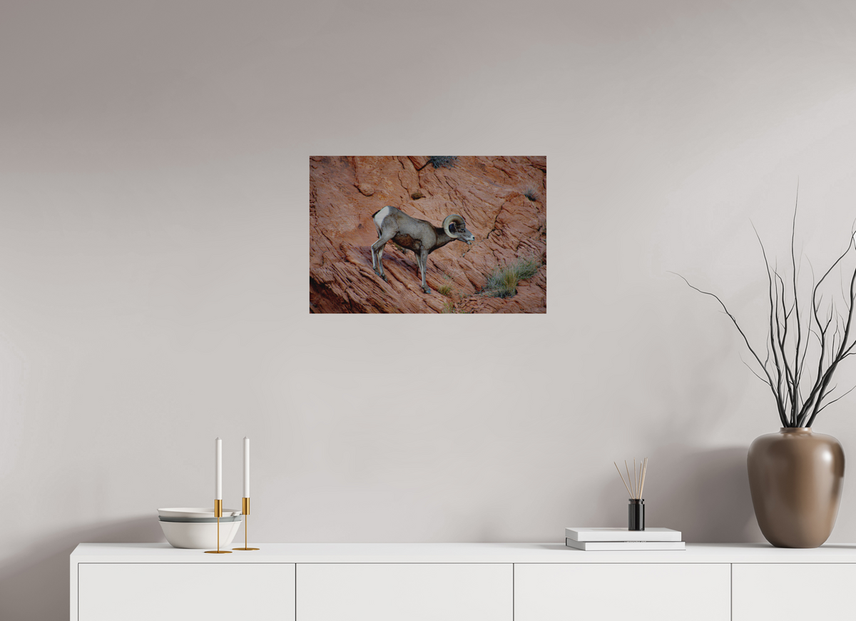 24 x 16″, Direct Print on Brushed Aluminum A Wild Desert Bighorn Sheep in Valley of Fire State Park