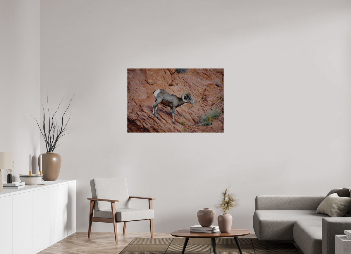 45 x 30″, Direct Print on Brushed Aluminum A Wild Desert Bighorn Sheep in Valley of Fire State Park