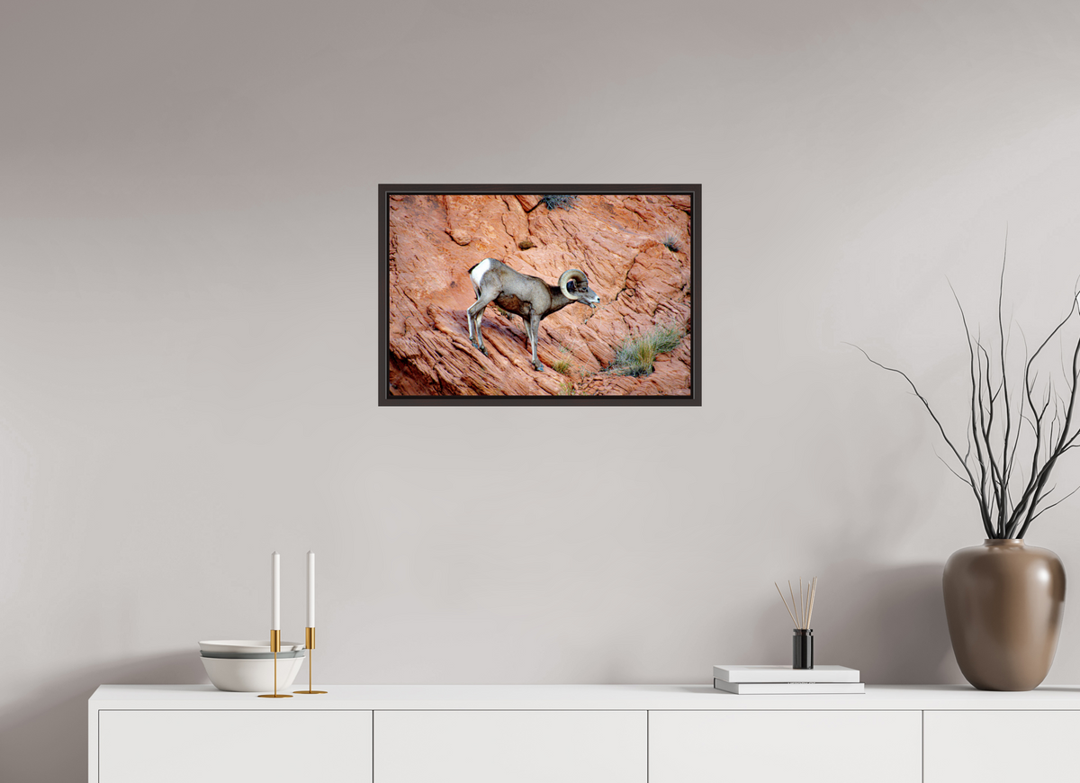24 x 16″, Alder Brown Wooden Floater Frame A Wild Desert Bighorn Sheep in Valley of Fire State Park