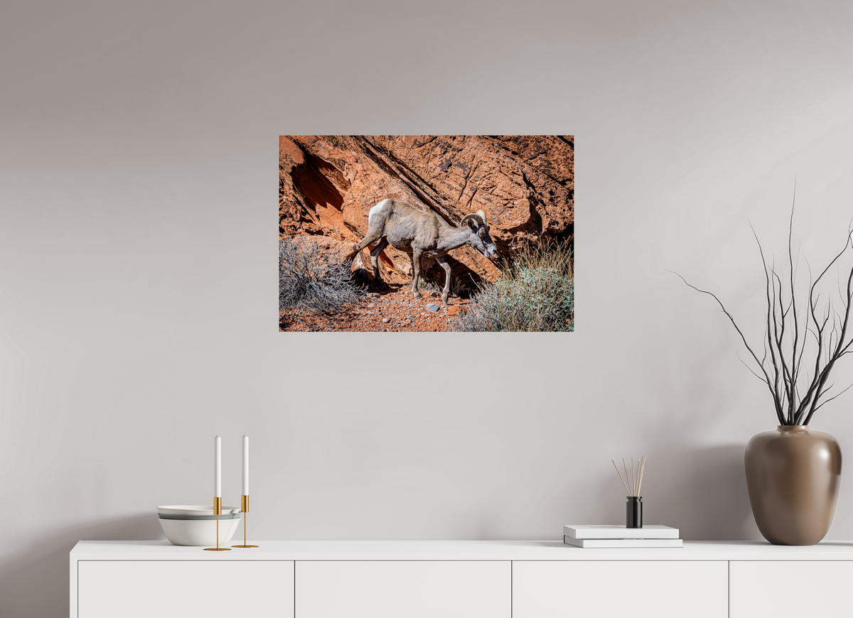30 x 20″, Fine Art Print on Aluminum Dibond A Wild Desert Bighorn Sheep in Valley of Fire State Park