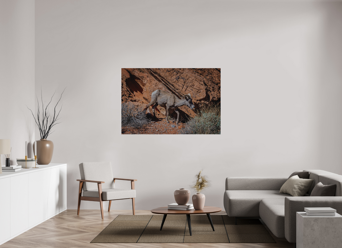 60 x 40″, Direct Print on Brushed Aluminum A Wild Desert Bighorn Sheep in Valley of Fire State Park