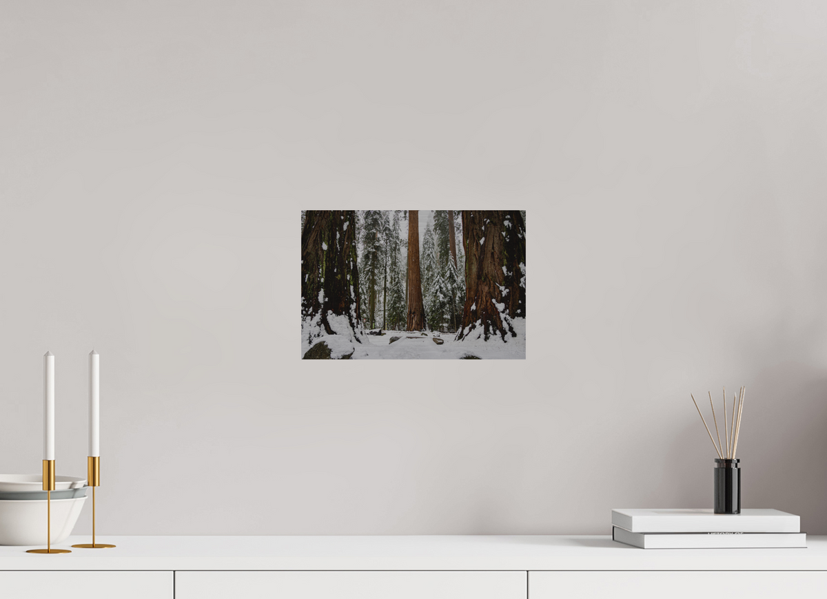 12 x 8″, Direct Print on Brushed Aluminum Sequoia Trees at Big Trees Trail