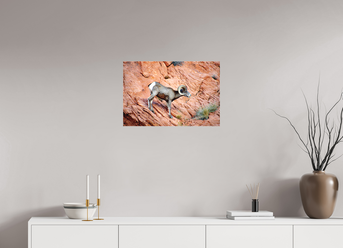 24 x 16″, Matte Canvas on Stretcher Frame A Wild Desert Bighorn Sheep in Valley of Fire State Park