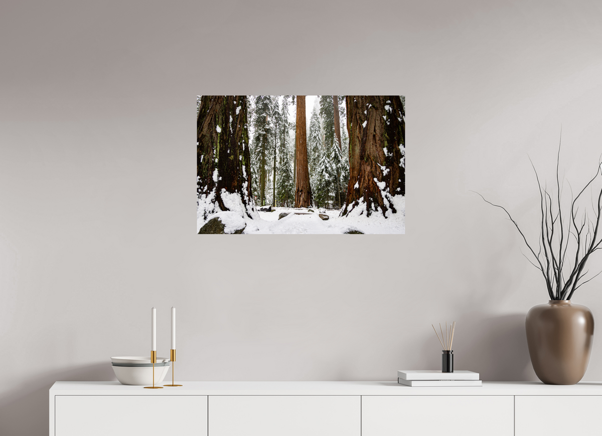 30 x 20″, Fine Art Print on Aluminum Dibond Sequoia Trees at Big Trees Trail