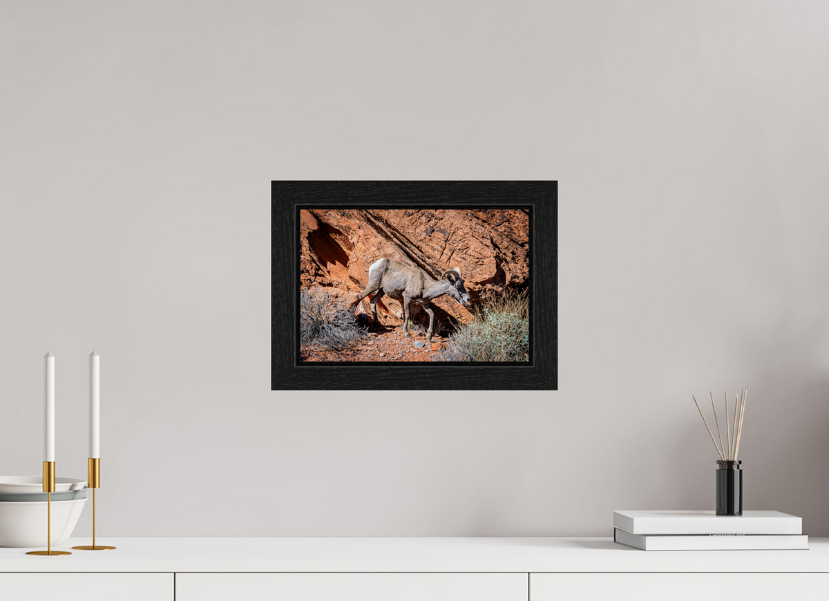 12 x 8″, Black Oak Wooden Flame under Acrylic Glass A Wild Desert Bighorn Sheep in Valley of Fire State Park