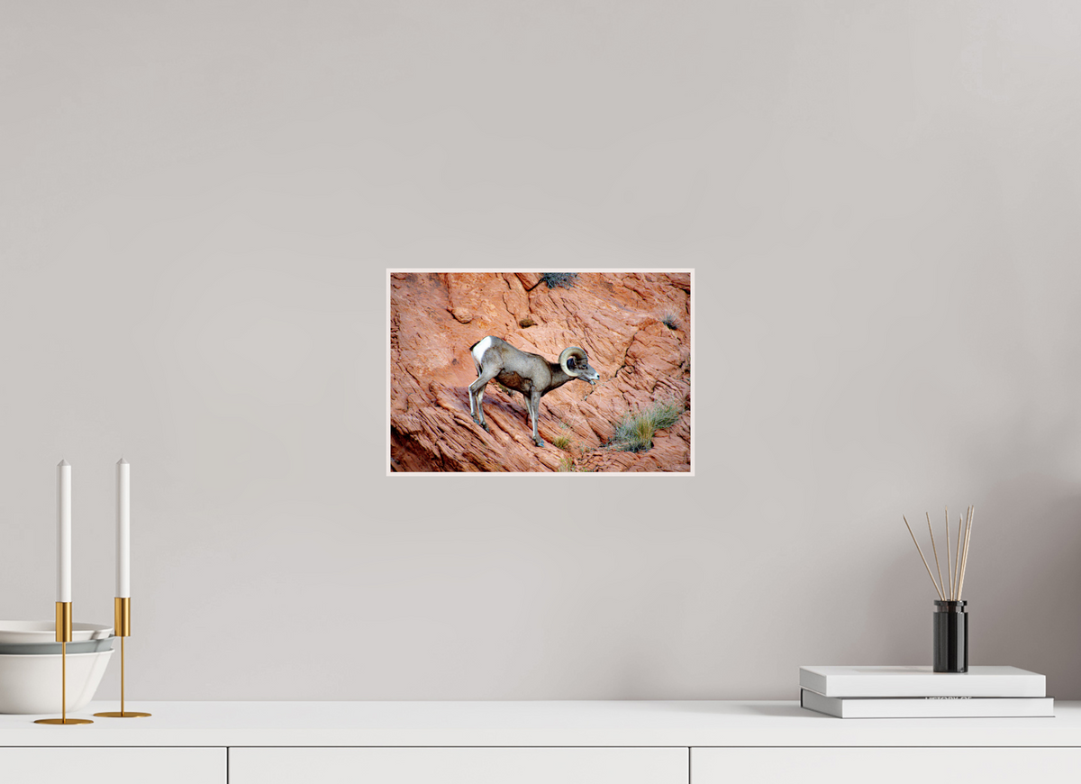 12 x 8″, Solid Wood Artbox A Wild Desert Bighorn Sheep in Valley of Fire State Park