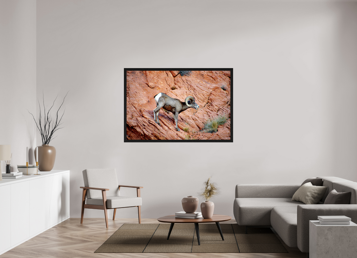 60 x 40″, Black Oak Wooden Flame under Acrylic Glass A Wild Desert Bighorn Sheep in Valley of Fire State Park